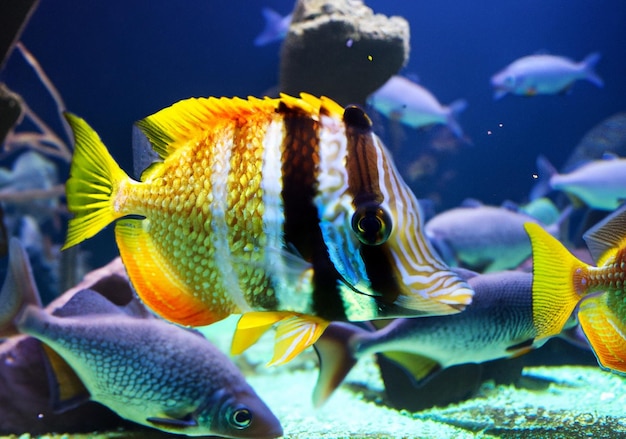 closeup shot of a gold and black mixedcolor fish in the aquarium