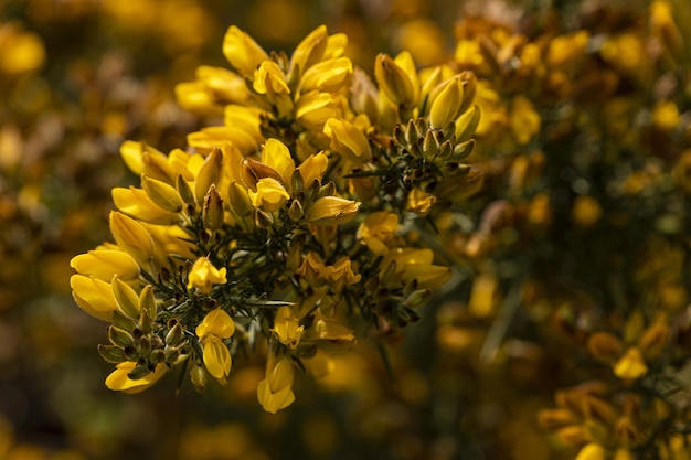 Closeup shot of Gorse European flowers