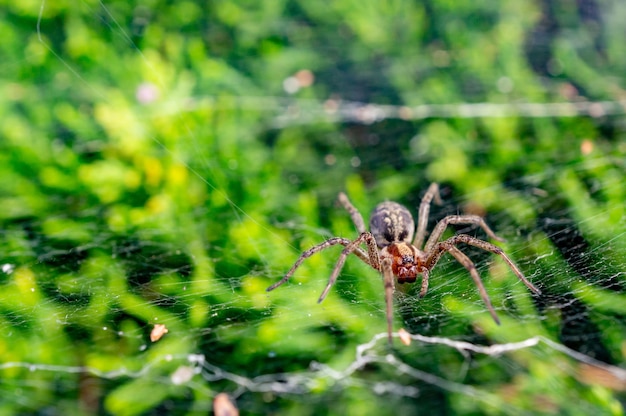 Closeup shot of a grass spider on a spider web