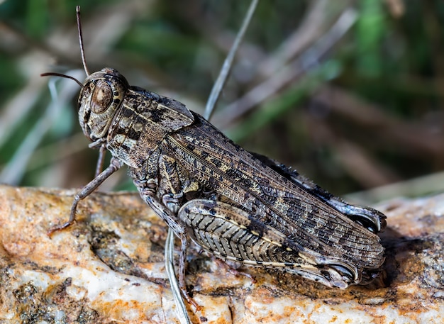 Closeup shot of grasshopper in their natural environment