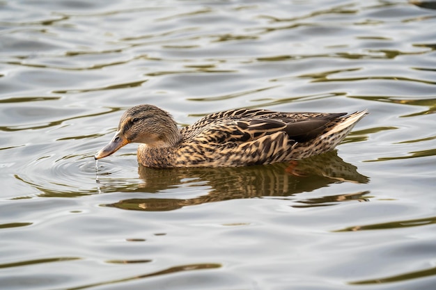 Closeup shot of a gray duck in the pond