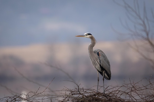 Closeup shot of a Gray Heron on a tree branches