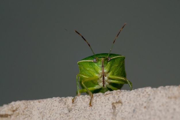 Closeup shot of a green bug outdoors on a grey background