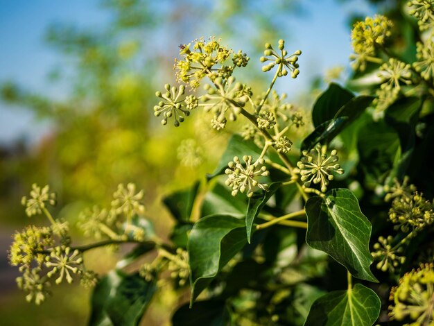 A closeup shot green Bupleurum fruticosum flowers