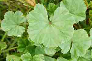 Photo closeup shot of green butterbur leaves