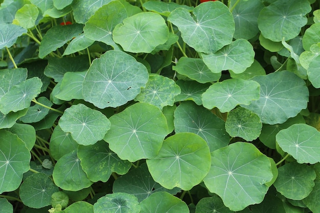 녹색 Centella Asiatica 식물의 근접 촬영 샷