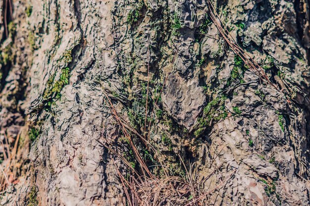 Closeup shot Green lichen growing on bark coniferous tree in wild forest Symbiosis Beauty power in nature Texture light and dark brown colour abstract design background More collection in stock