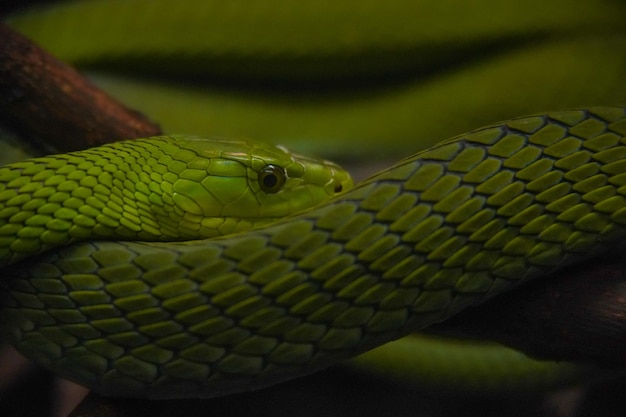 Photo closeup shot of green mamba snake