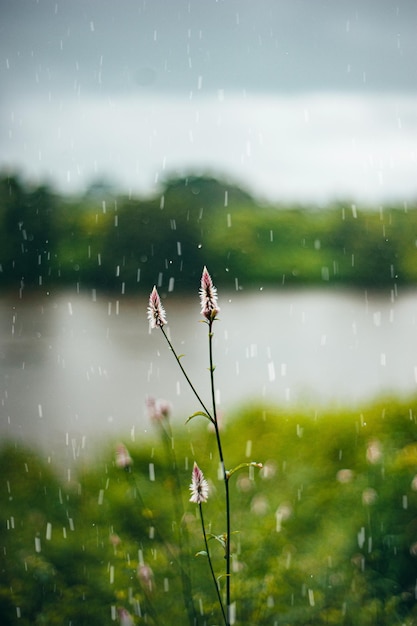 Photo a closeup shot of green meadow grass on a rainy day