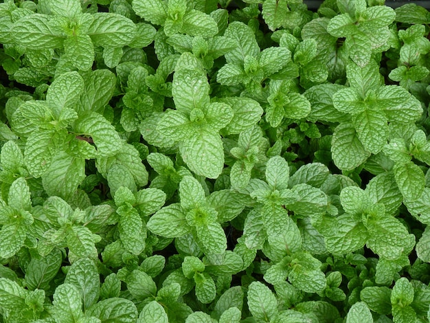 Closeup shot of green mint leaves