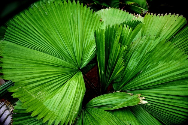 Крупным планом выстрел из зеленых узорчатых пальмовых листьев