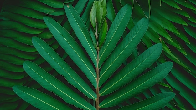 Closeup shot of a green pinnate leaf