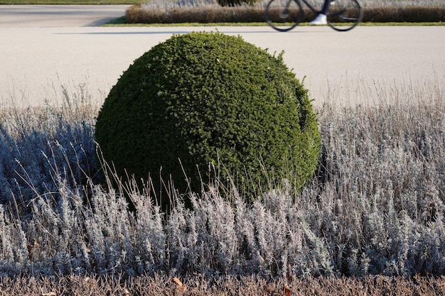 Closeup shot of green round bush