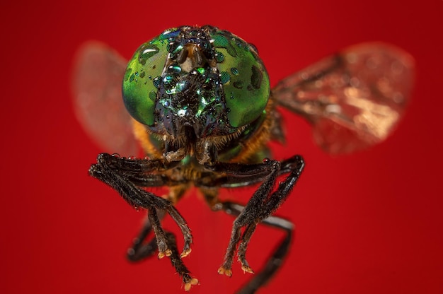 Closeup shot of a green tabano isolated on red background