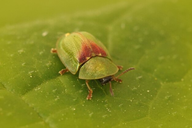 Closeup shot of a green turtle beetle on a green leaf