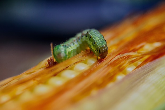 Closeup shot of a green worm on a yellow corn