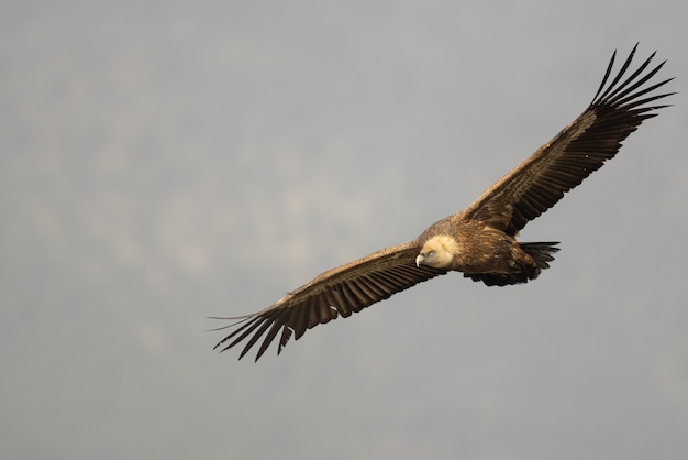 Closeup shot of a griffon vulture flying in the sky