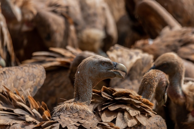 Closeup shot of griffon vultures