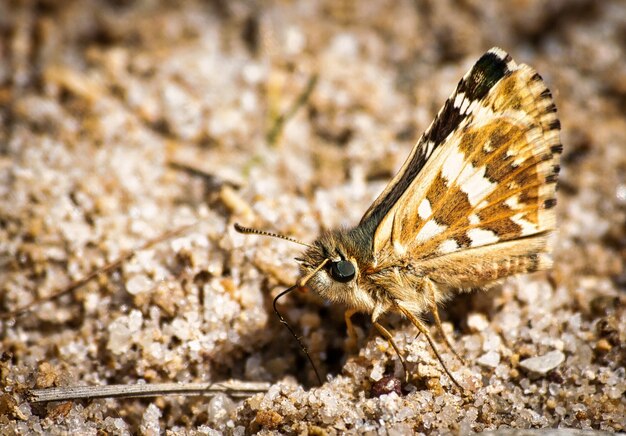 Photo closeup shot of a grizzled skipper under the sunlight