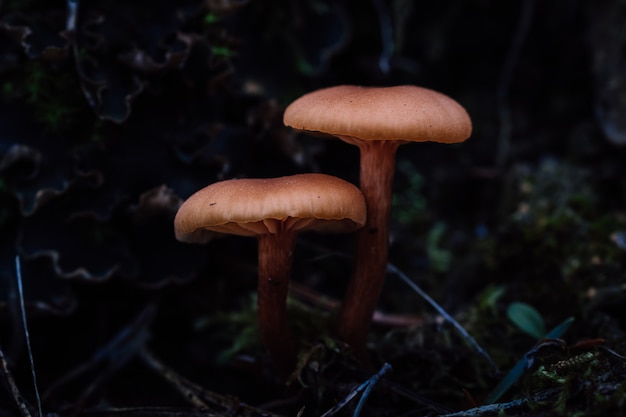 Closeup shot of growing mushrooms in the forest