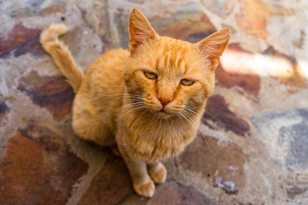 Closeup shot of a grumpy orange ginger cat sitting on a paved ground