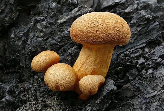 나무 껍질에 있는 Gymnopilus junonius의 근접 촬영