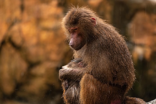 A closeup shot of a Hamadryas Baboon holding its baby protecting it from rain Animals protecting