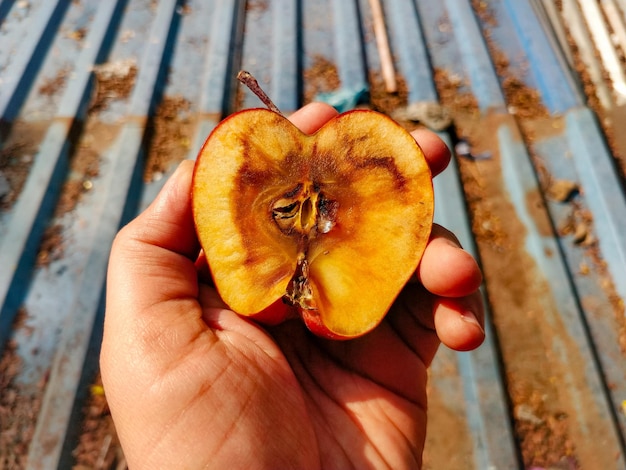 Closeup shot of a hand holding a rotten apple. Oxidized apple with dark color