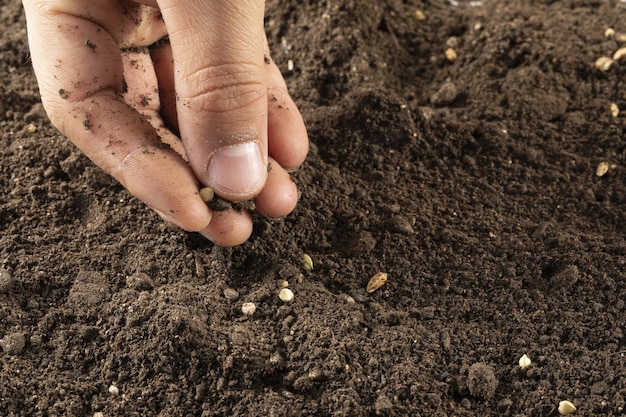 Closeup shot of a hand planting seeds in the soil - agricultural concept