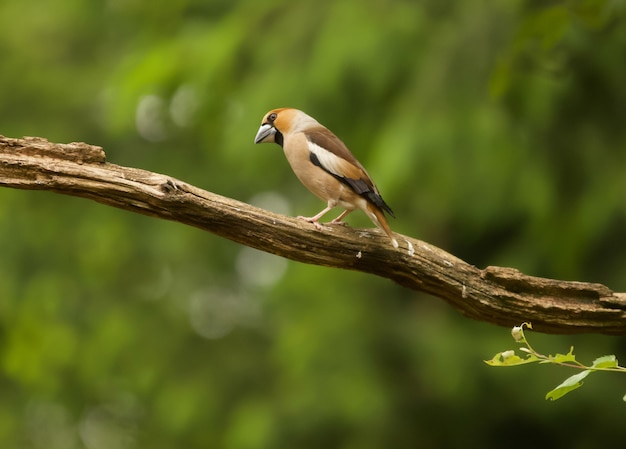 Closeup shot of a hawfinch perched on a branch