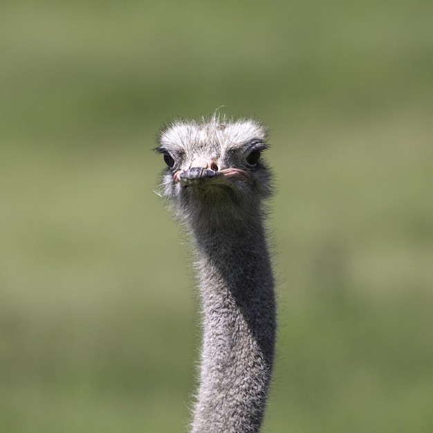 Photo closeup shot of the head of an emu in whipsnade zoo with a blurred background