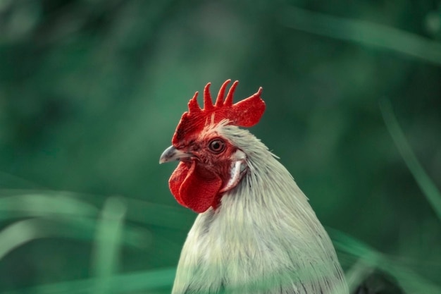 Closeup shot of a hen's head