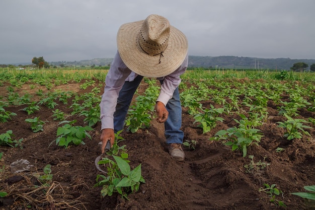 A closeup shot of a Hispanic farmer on his plantation in Mexico