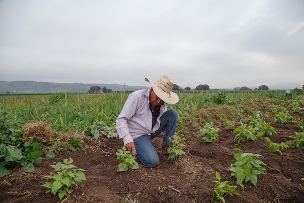 メキシコで成長している植物とプランテーションで農業をしているヒスパニック系男性のクローズアップショット