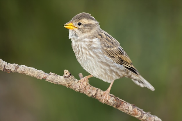 Closeup shot of a house sparrow perched on a branch with a blurred scene