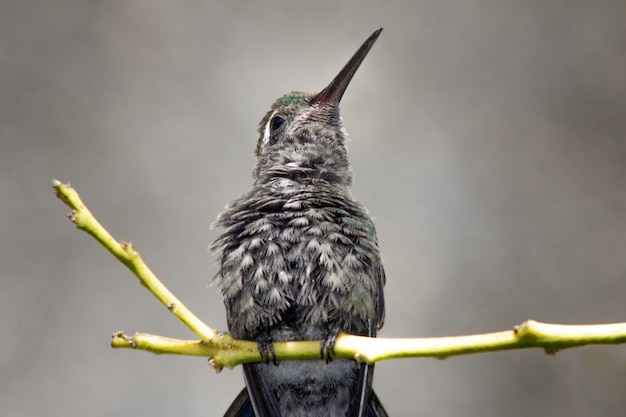 Primo piano di un colibrì appollaiato su un ramo di un albero