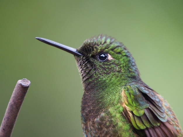 Closeup shot of a hummingbird