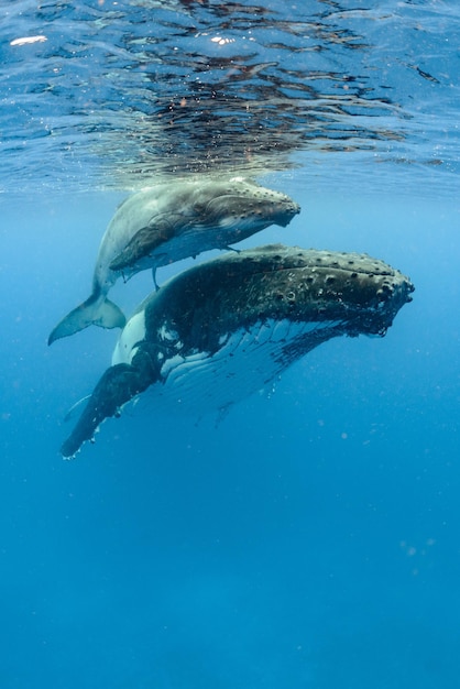 太平洋を泳ぐザトウクジラのクローズアップショット