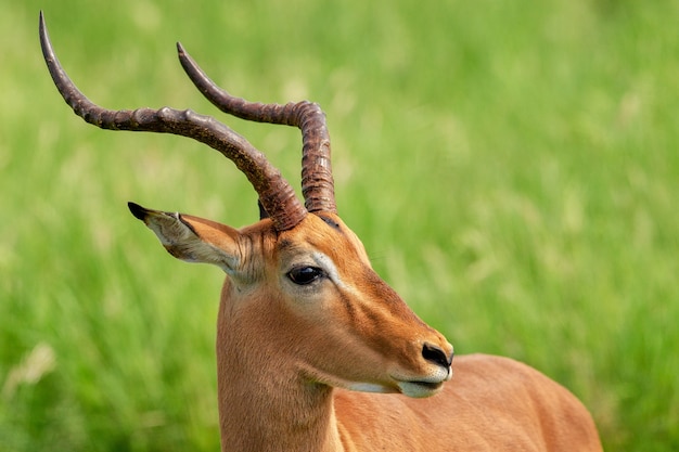 Closeup shot of an Impala standing on a grass field