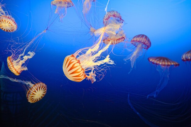 Closeup shot of jellyfish swimming under a sea