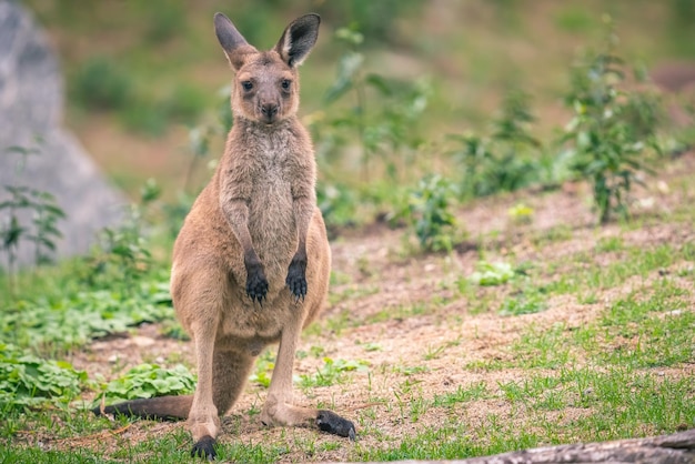Близкий снимок кенгуру на травяной местности