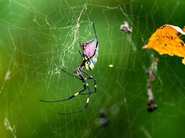 Primo piano di un ragno joro con il dorso rosa in un parco forestale giapponese