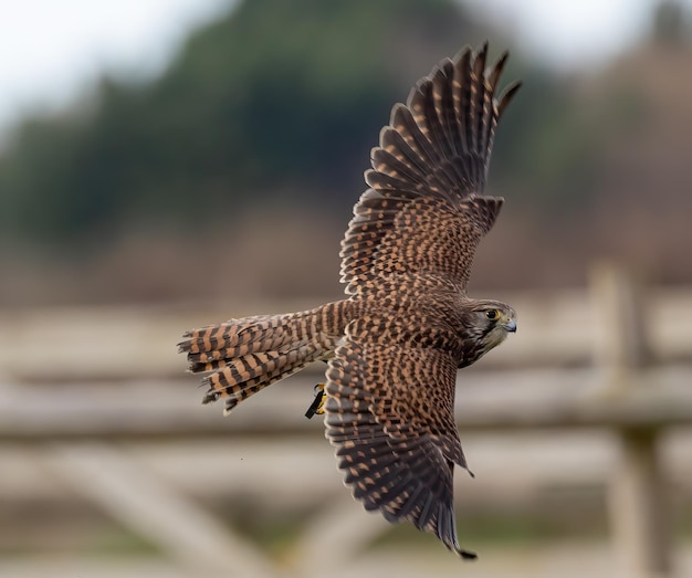 Photo closeup shot of a kestrel during flight