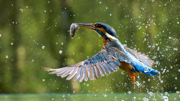 Closeup shot of a Kingfisher (Alcedinidae) hunting in the water splashing it around