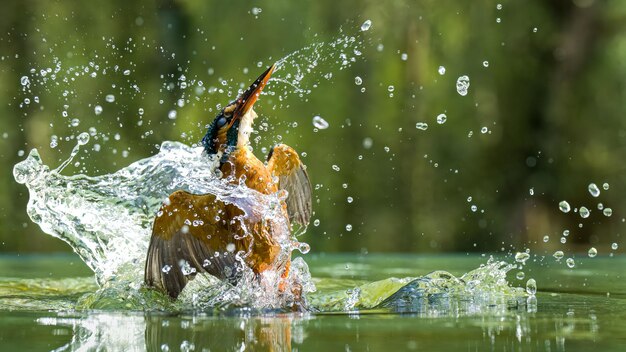 Foto una ripresa ravvicinata di un pescatore re alcedinidae che caccia nell'acqua spruzzandolo in giro