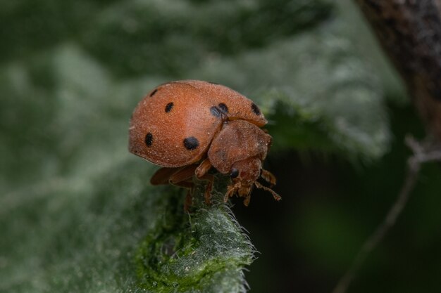 Closeup shot of a ladybug on the leaf