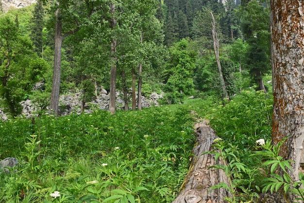 Closeup shot of a landscape with forest and green trees