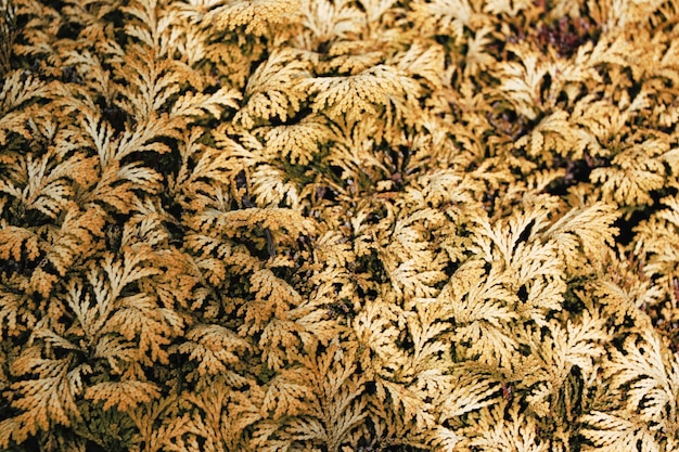 Closeup shot of leaves of a fir tree