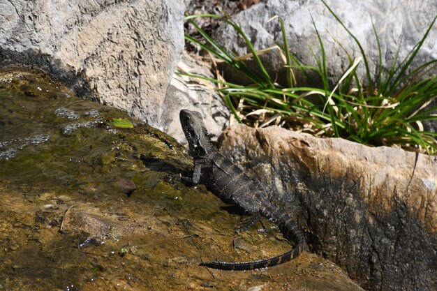 Closeup shot of a lizard in Chinese Garden of Friendship, Darling Harbour, Australia