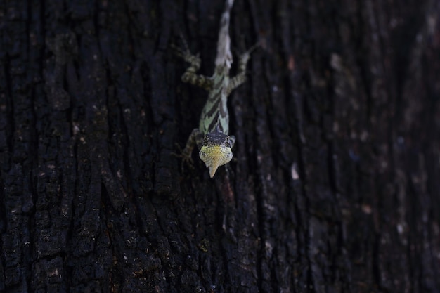 Closeup shot of a lizard on a tree